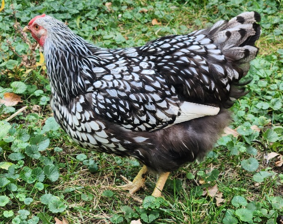 Silver Laced Wyandotte
